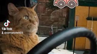 Driving Cat ????
