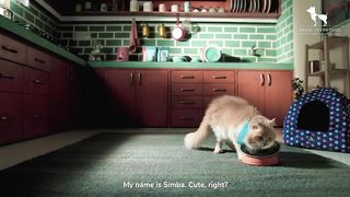 A cat saves his humans’ marriage