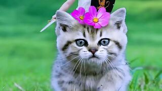 Funny video 776