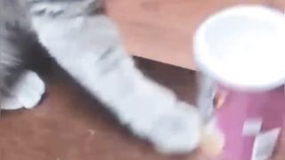 New Funny Videos 2023 ???? Cutest Cats and Dogs ???????? Part 3