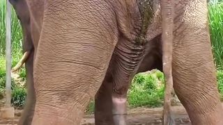 Elephant ???? Buste