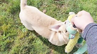 My dog is playing crazy