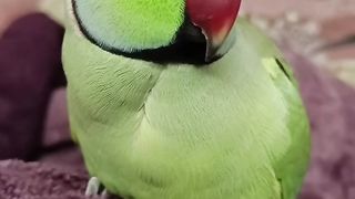 Beautiful parrot 2