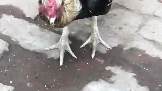 Aseel Java murga