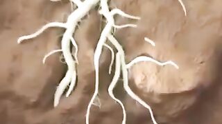Quraan Urdu tarjama