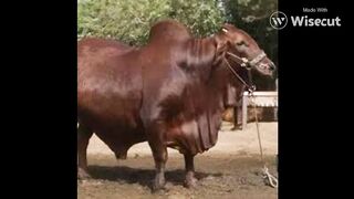 Cow funny clip video motivational words
