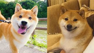 Shiba Inu - Compilation de vidéos drôles et mignonnes