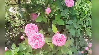 Цветы 6