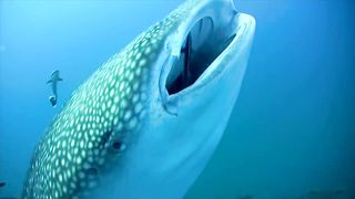 Why We Need to Stop Plastic Pollution in Our Oceans FOR GOOD