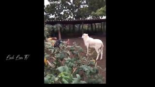 Compilation Des Moments Les Plus Drôles de l'année ???????? #2
