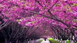 Nature and flowers