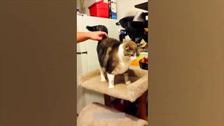 Funny Animal Videos 2023 ???? - Funniest Cats And Dogs Video ???????? cutes .