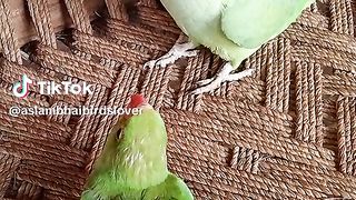 Funny parrots 2