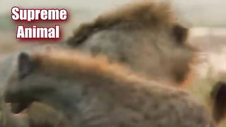 Hyenas Powerfully Attack Lions, Fights Captured On Camera