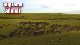 Epic and Brutal Buffalo Attacks on Lions Lions vs Buffalo
