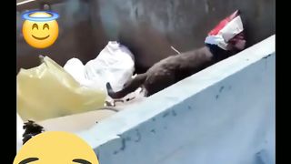 Cat ???????? tamasha wait for end ????