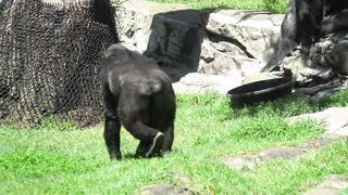 Gorillas Amazing Some Funny Moments