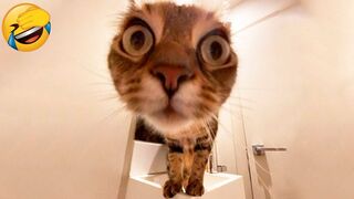 Meilleures vidéos d'animaux drôles de 2023 ???? - Vidéos de chats et de chiens les plus drôles ???????? 6