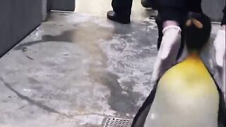 Penguin prison