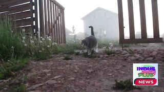 Cat vision is superior to dogs, but both have their strengths. Which is better? Amazing revelations!