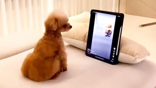 Funny dog ????????????????????