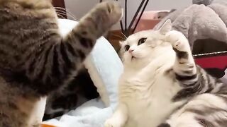 Why do cats have to fight