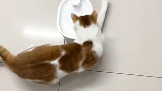 Different ways for cats to drink water