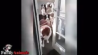 THE MOST DISCIPLINE DOGS IN WORLD