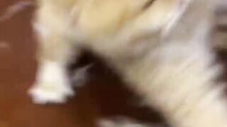 Different ways of cats fighting