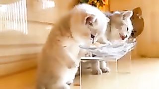 THE MOST DISCIPLINE CATS IN WORLD