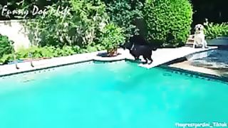 THE AMAZING DISCIPLINE DOGS