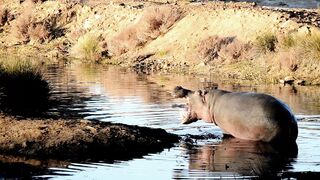 Animals That Call The Jungle Home | Amazon Rainforest