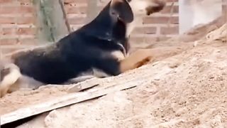 New Funny Videos 2023 ???? Cutest Cats and Dogs ???????? Part 4