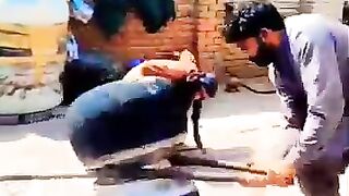 Respect ????????????#shorts #youtubeshorts #short #respect