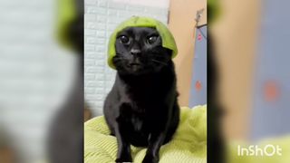 Funny annimal vidéos 2023 best dogs and cats vidéos #????????????
