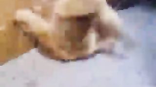 Funny cat video ????????