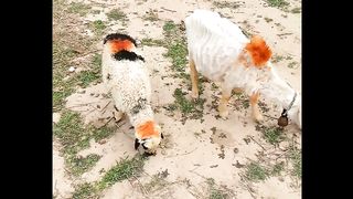Sheep's