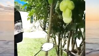 BUAH UNIK