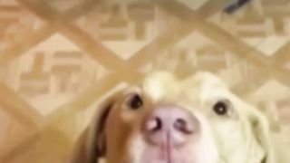 Happy dawgday sunday no cuterday yesterday (funny video)