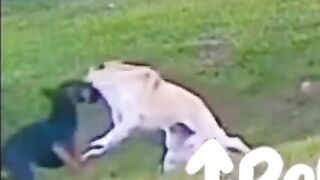 DOG SAVE THE CHILD - THE REAL HERO