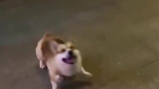 Funniest Animal Videos ???? - Funny Cats invited to the Dog Party 3
