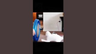 Cat | Dog | Funny | Lovely pet funny moment