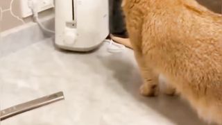 New Funny Videos 2023 ???? Cutest Cats and Dogs ???????? Part 5