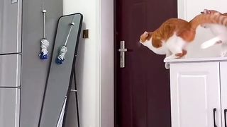 Cat jump funny