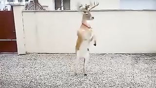 Jelonek