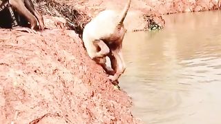 Mankey and Dog ???? funny video