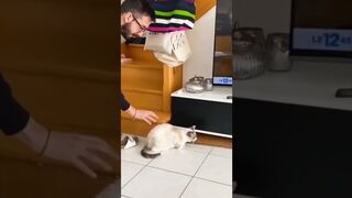 Funny annimal vidéos campilation ????????????????