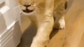 Viral short 3