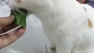 Our Vegi Noni cat