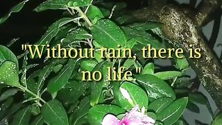 How rain inspired us